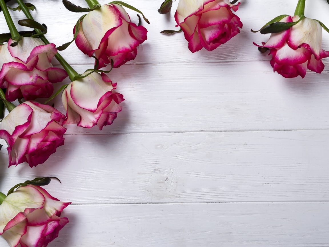 Красивые розы на деревянном фоне