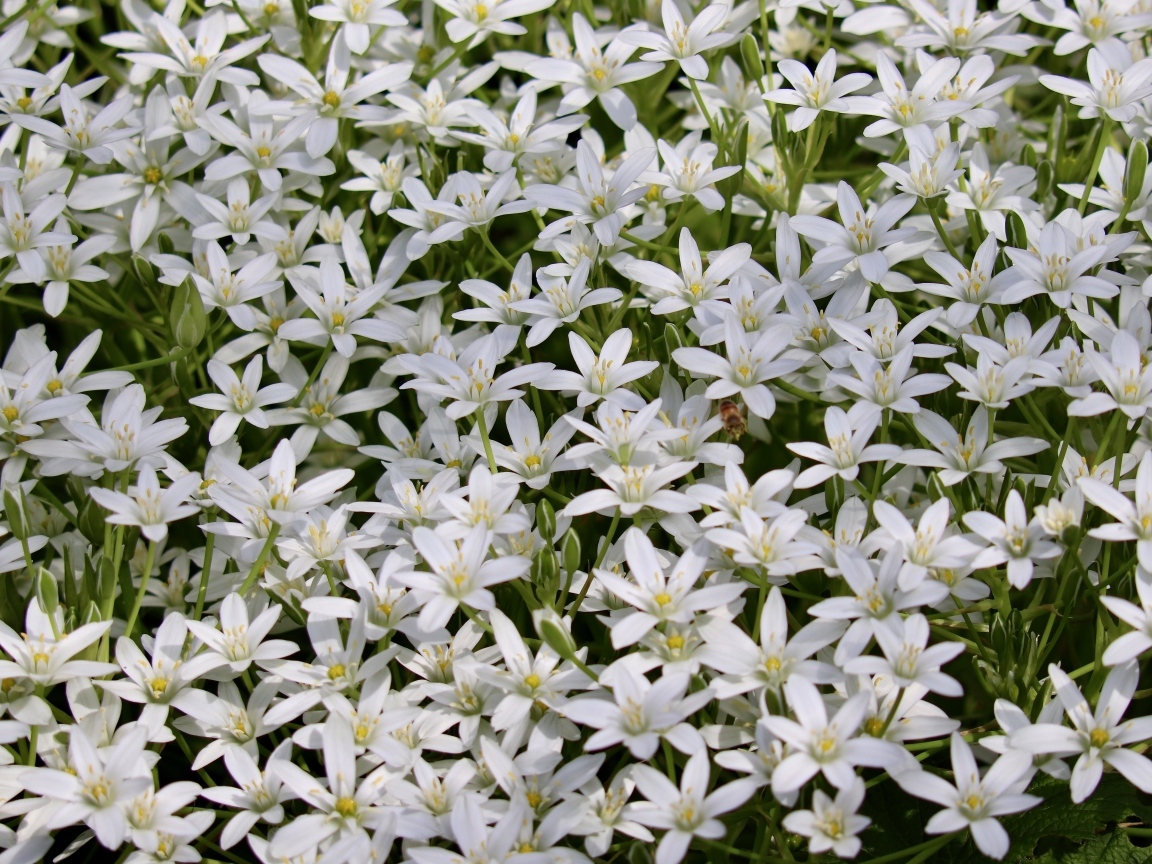 Красивые маленькие белые цветы молочница