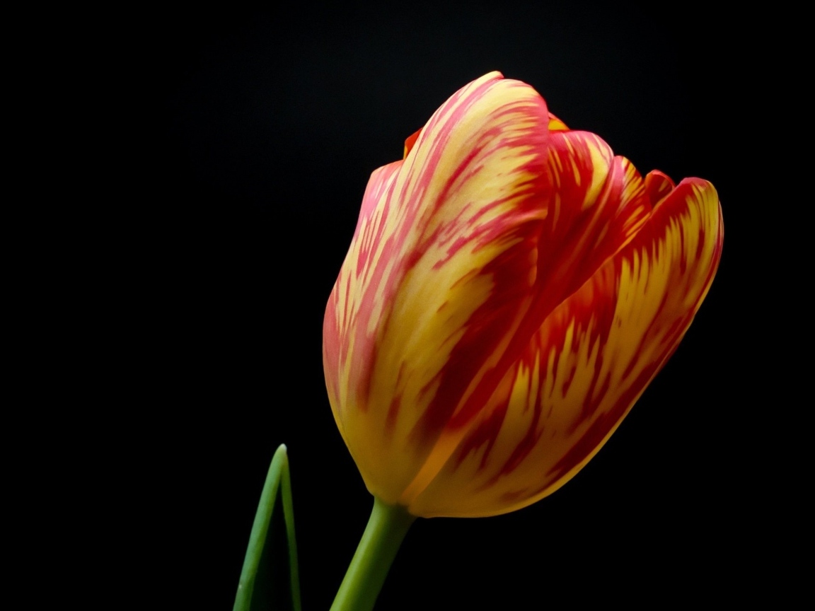 Красивый тюльпан на черном фоне