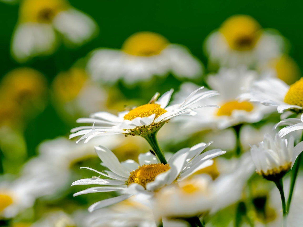 Красивые белые ромашки с желтой серединкой