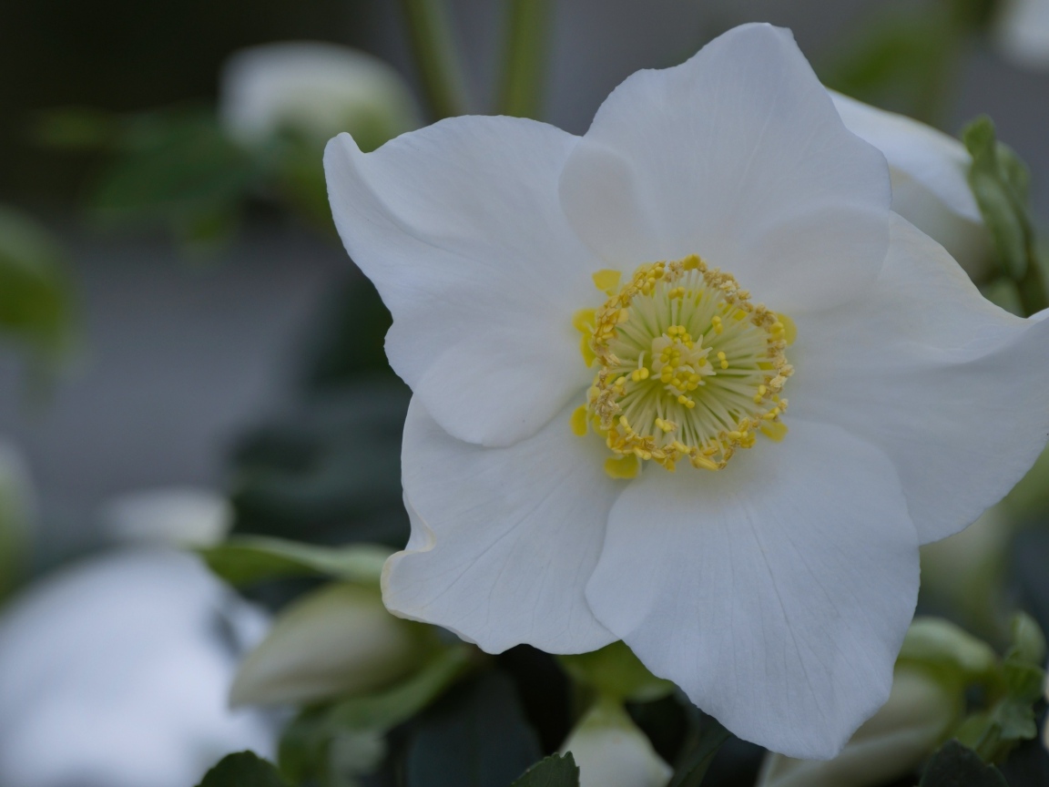 Красивый белый цветок морозник вблизи