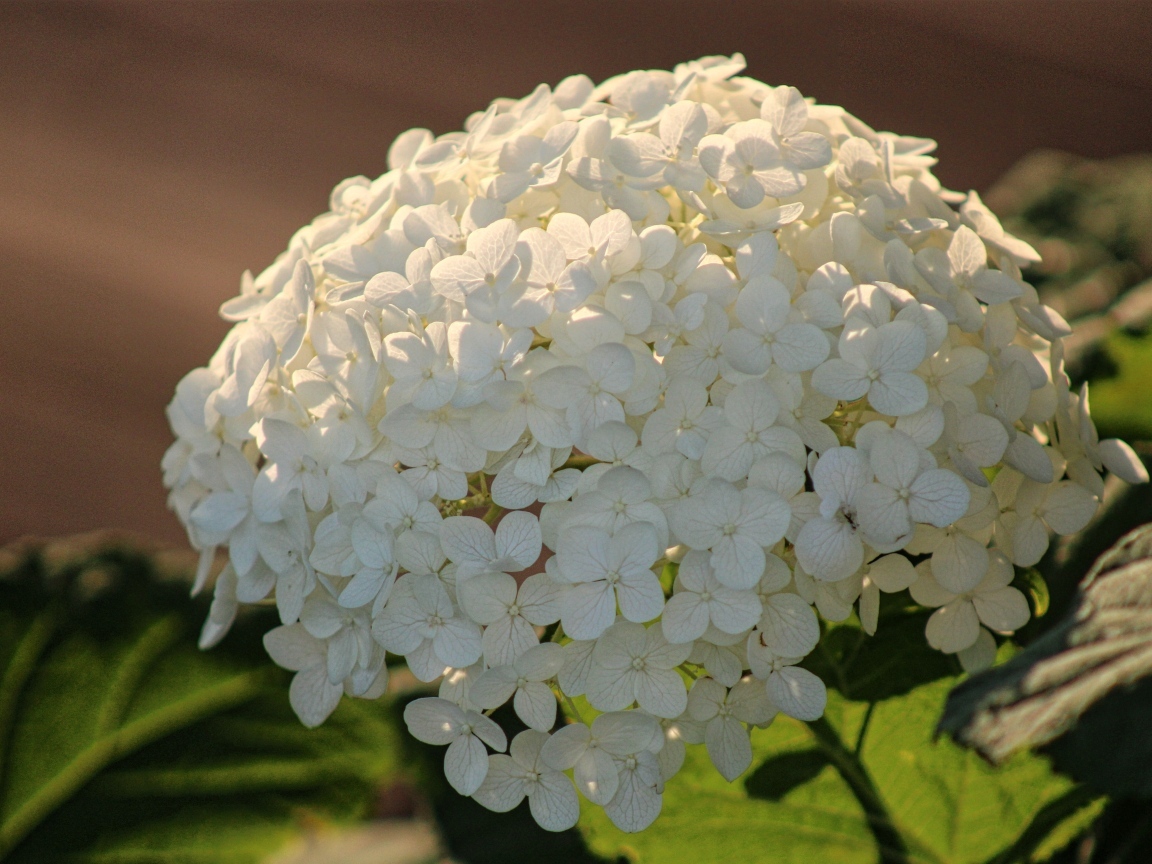 Красивый белый большой цветок гортензии