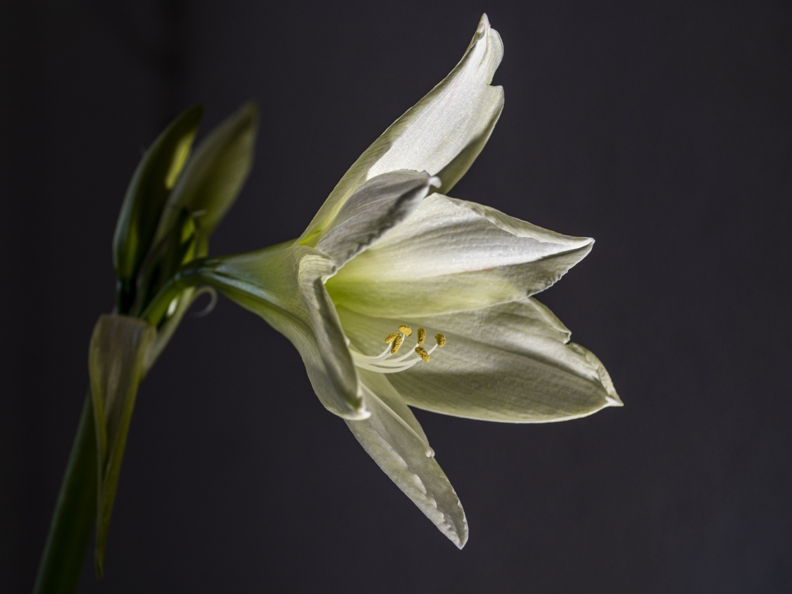 Красивая белая лилия на сером фоне