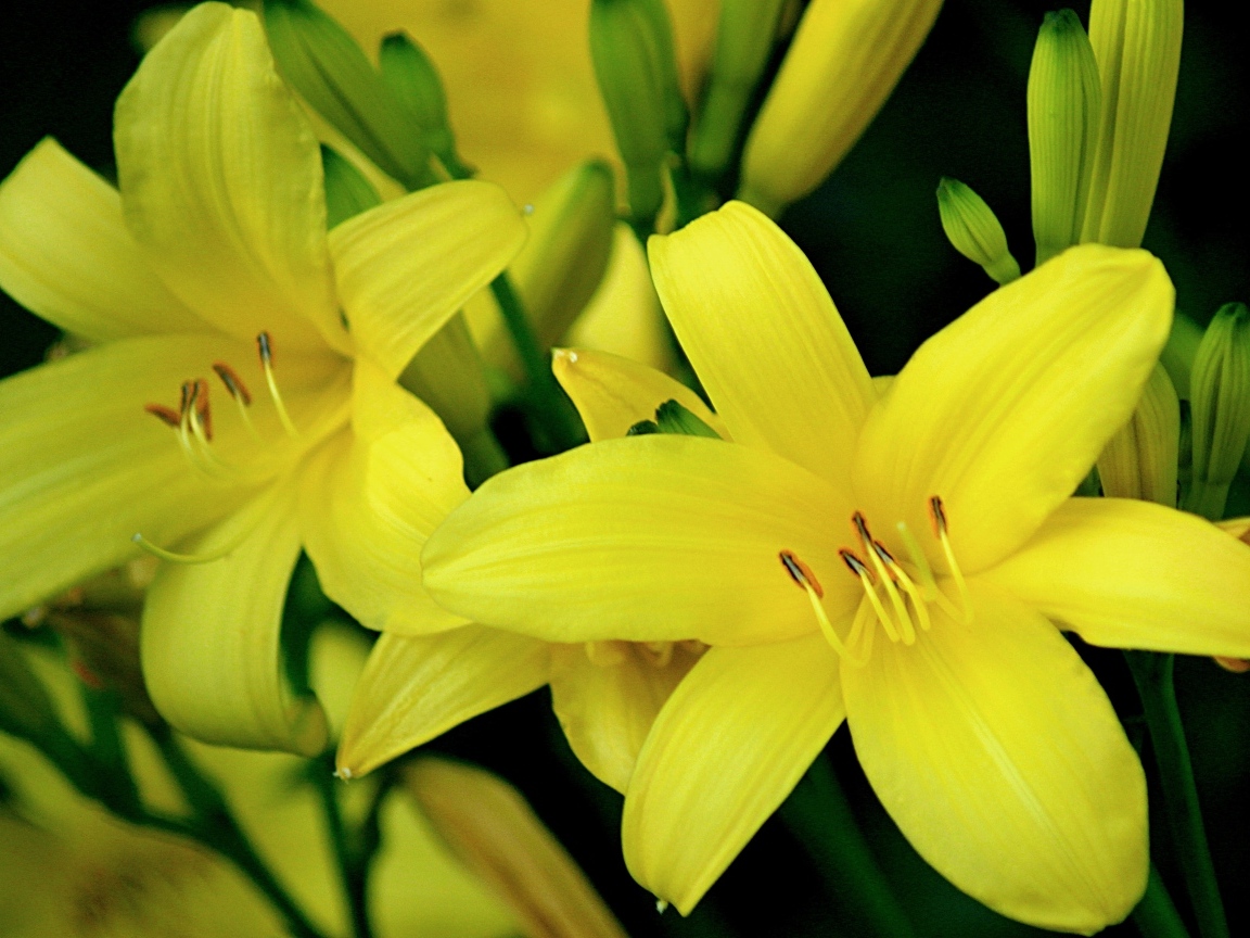 Красивая желтая садовая лилия