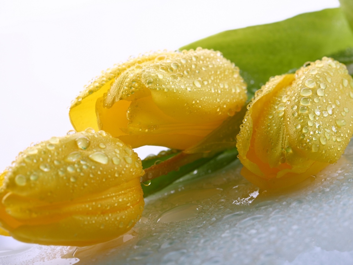 Красивые желтые тюльпаны в каплях воды