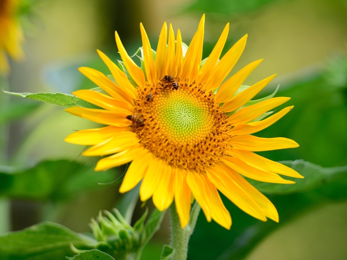 Пчелы опыляют большой желтый подсолнух