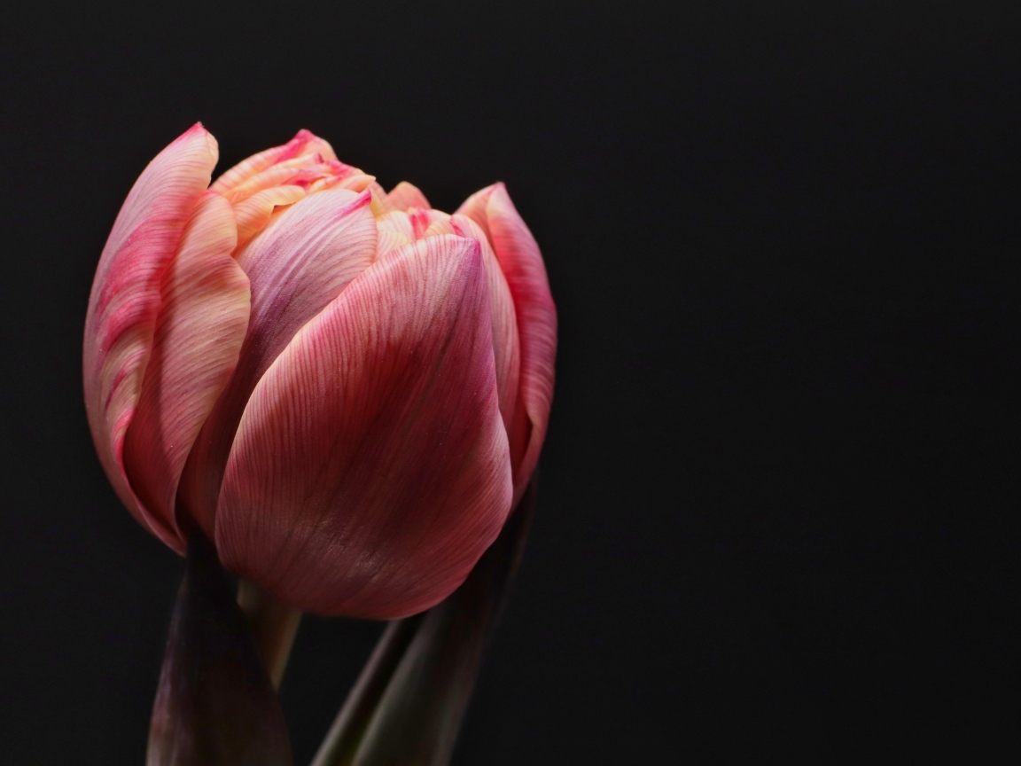 Большой розовый тюльпан на черном фоне