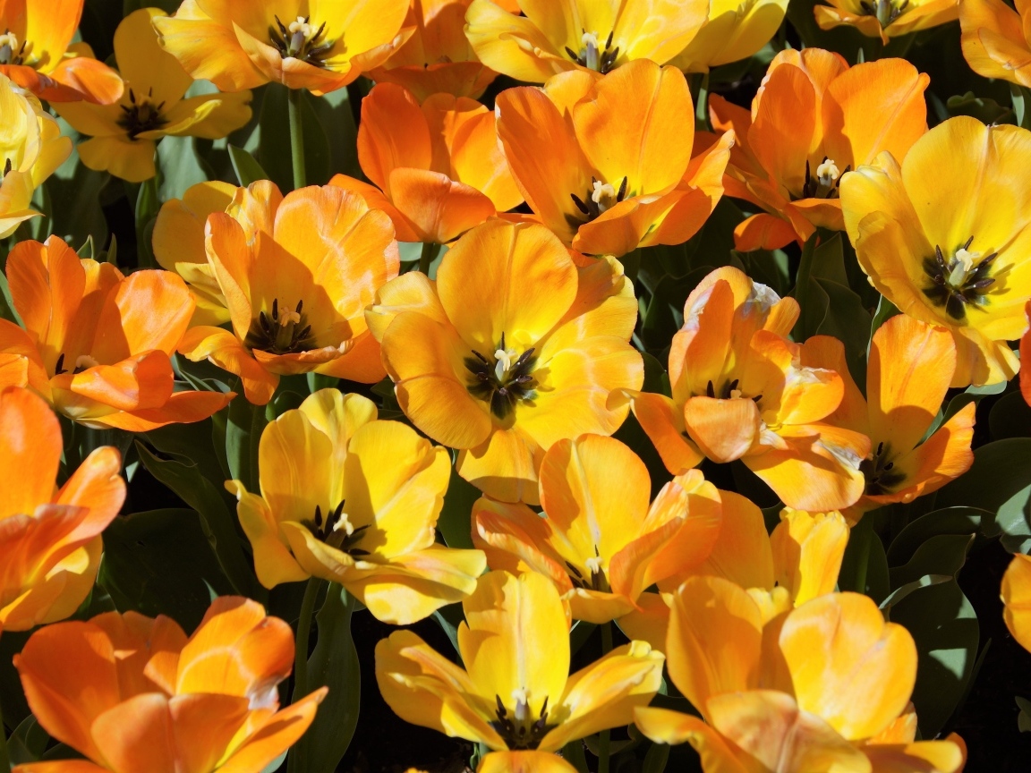 Распустившиеся оранжевые тюльпаны на клумбе