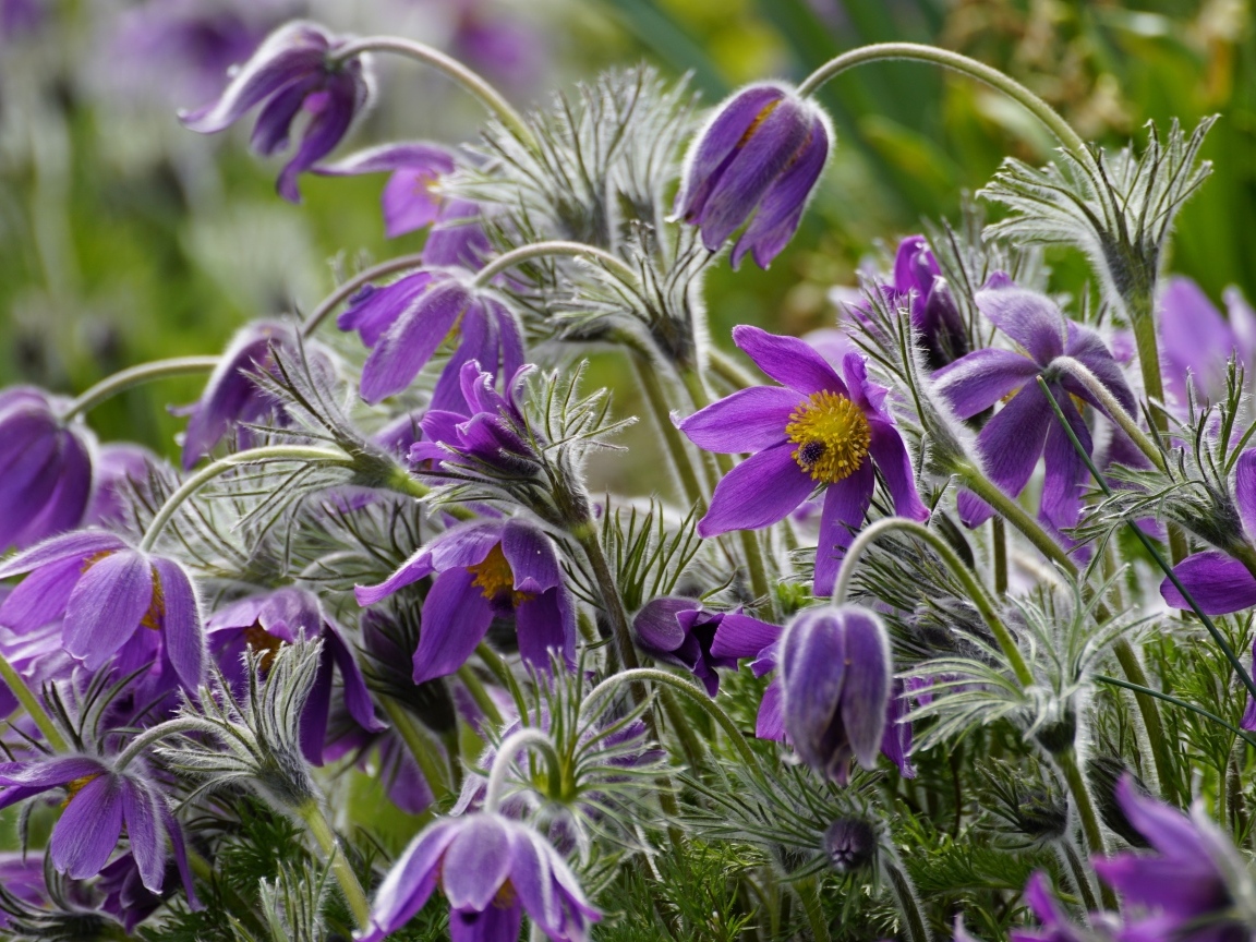 Синие цветы полевого прострела