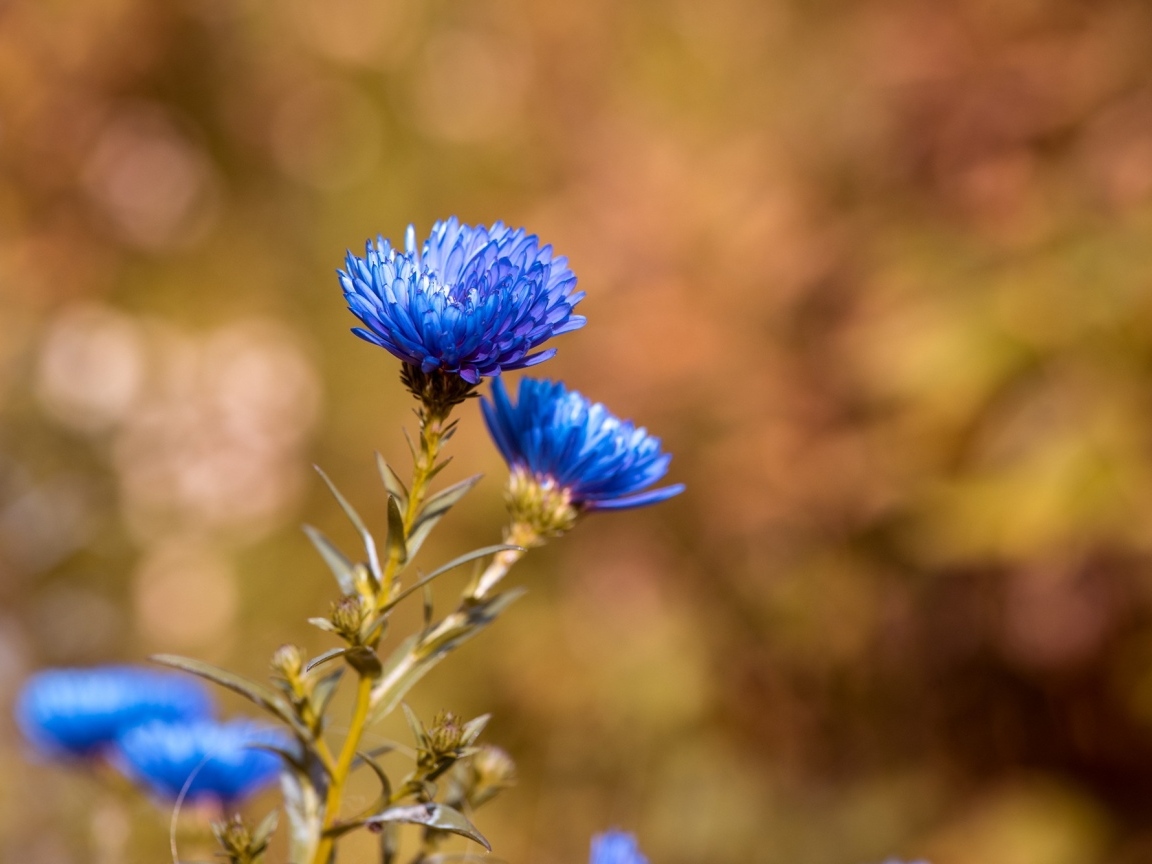 Синий осенний цветок сентябринка