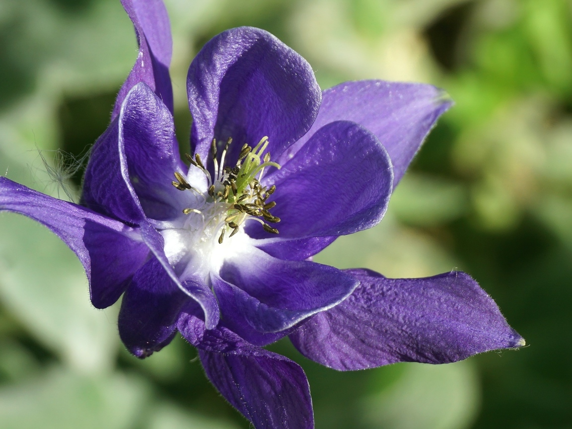 Синий цветок водосбора крупным планом