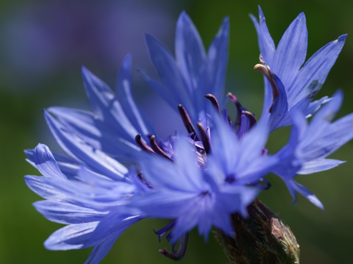Цветок синего василька вблизи