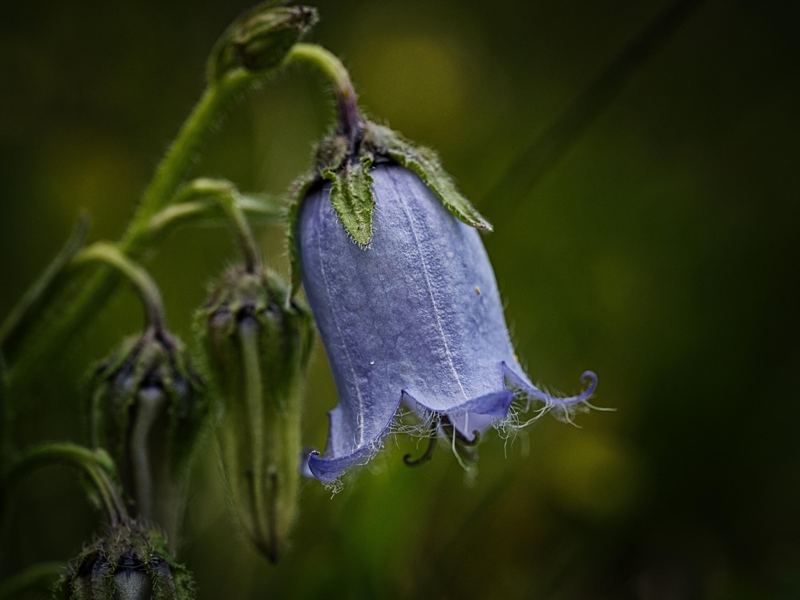 Синий опустившийся цветок колокольчика