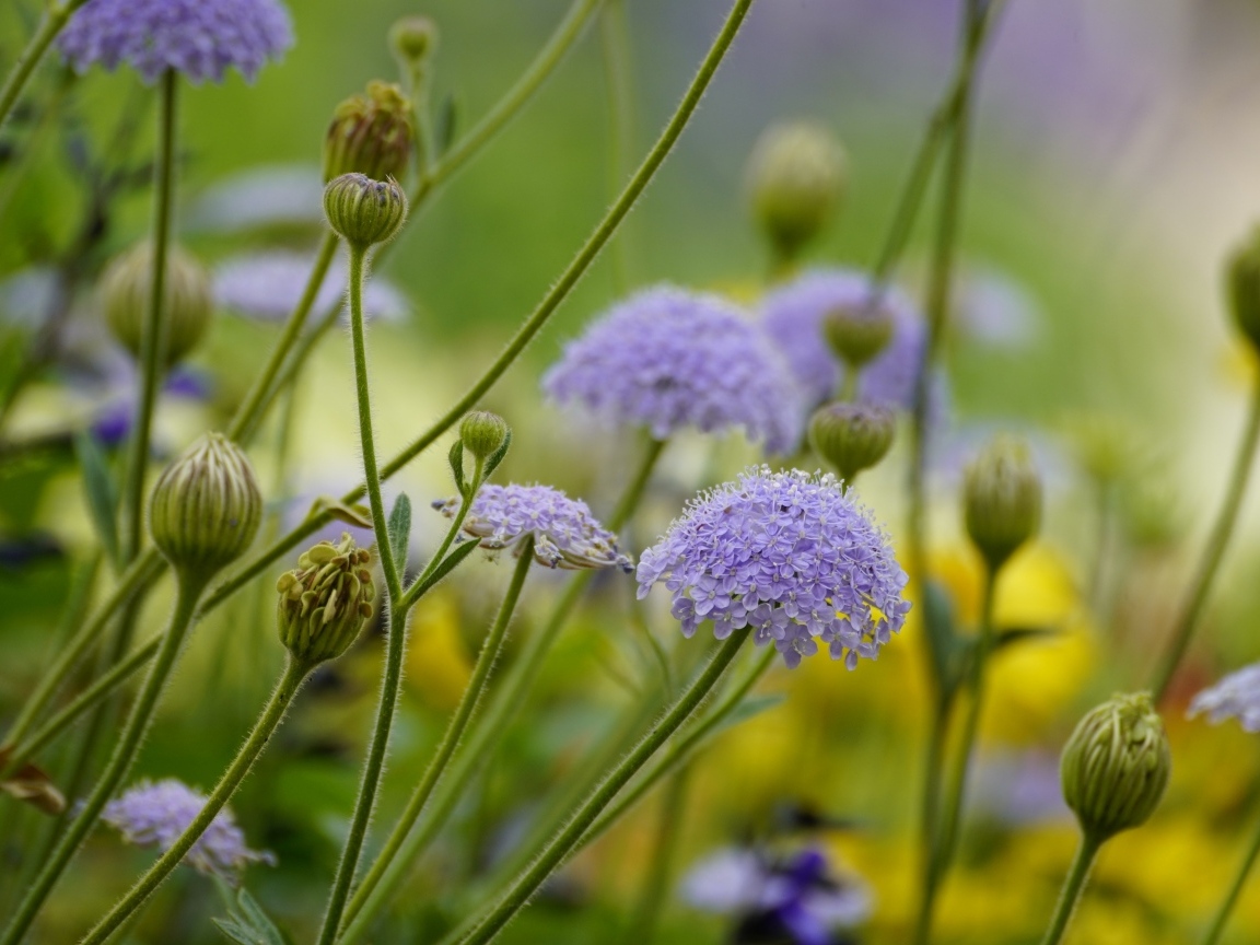 Синий садовый цветок трахимена крупным планом