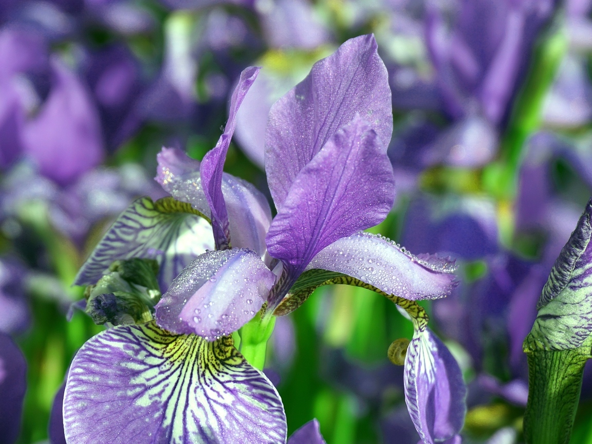 Синие цветы ириса с мокрыми лепестками