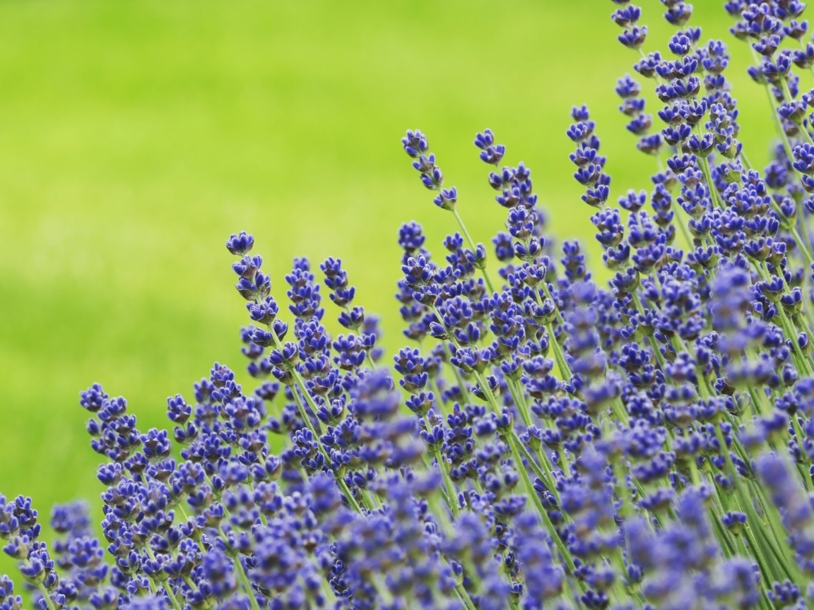 Синие цветы лаванды на зеленом фоне