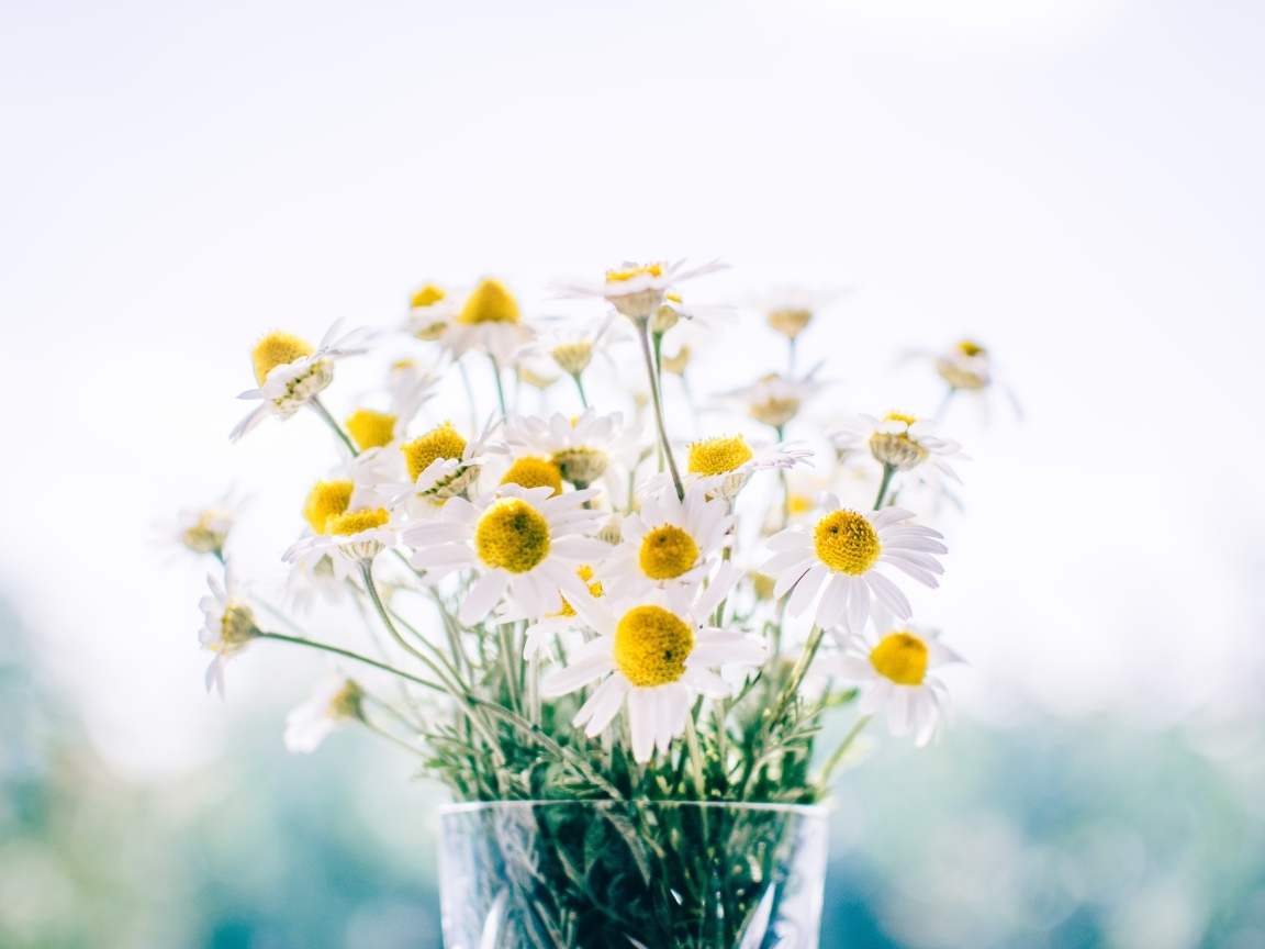 Букет нежных белых ромашек в вазе
