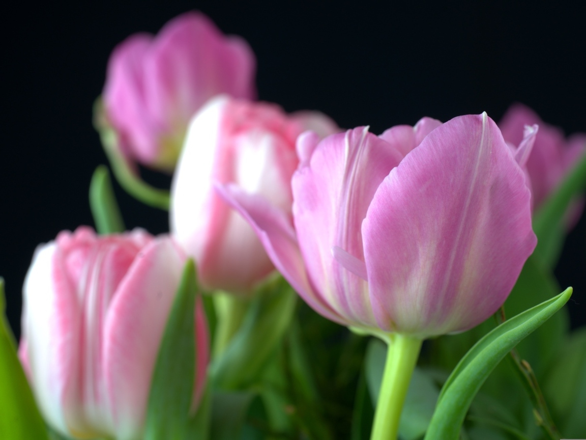 Букет из розовых тюльпанов на черном фоне вблизи