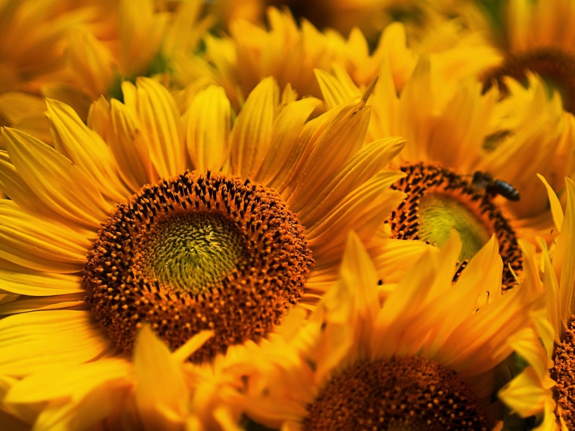 Букет из желтых цветов подсолнуха