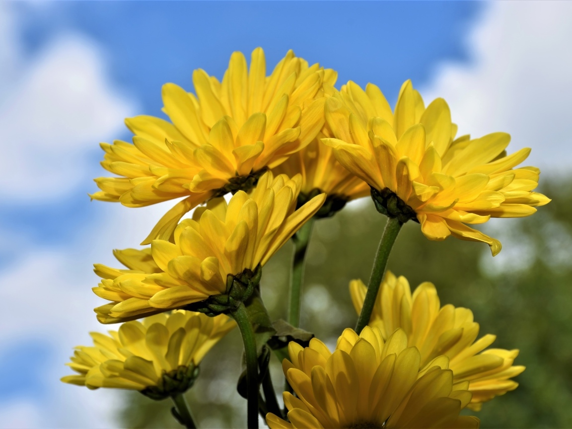Ветка с желтыми цветами хризантемы