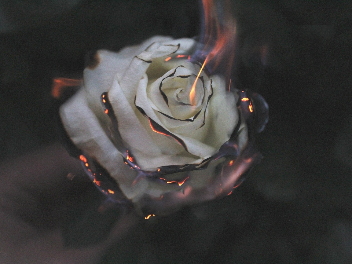 Опаленные лепестки белой розы