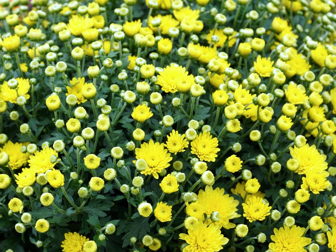 Куст распускающихся желтых цветов хризантемы