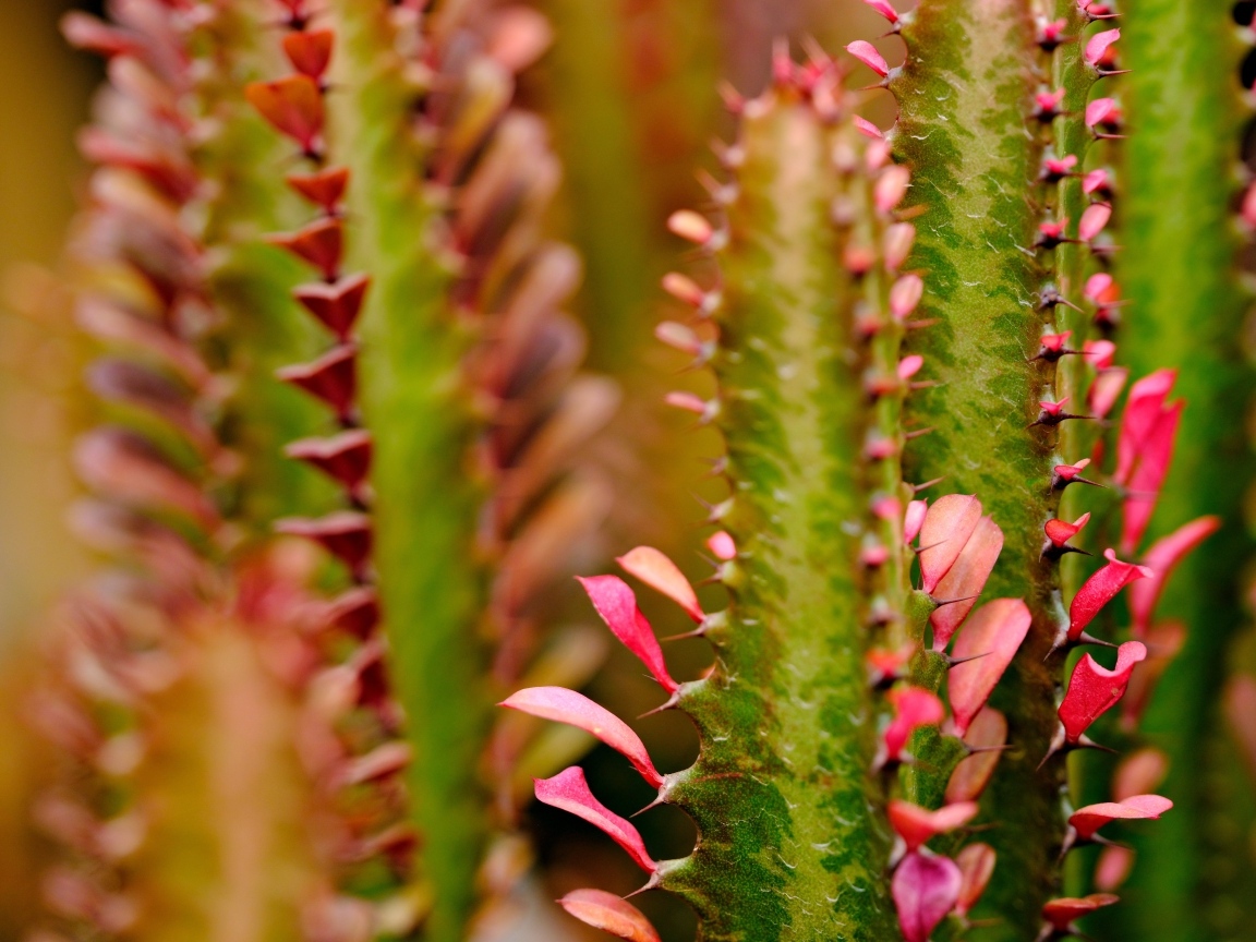 Кактус с красными лепестками крупным планом
