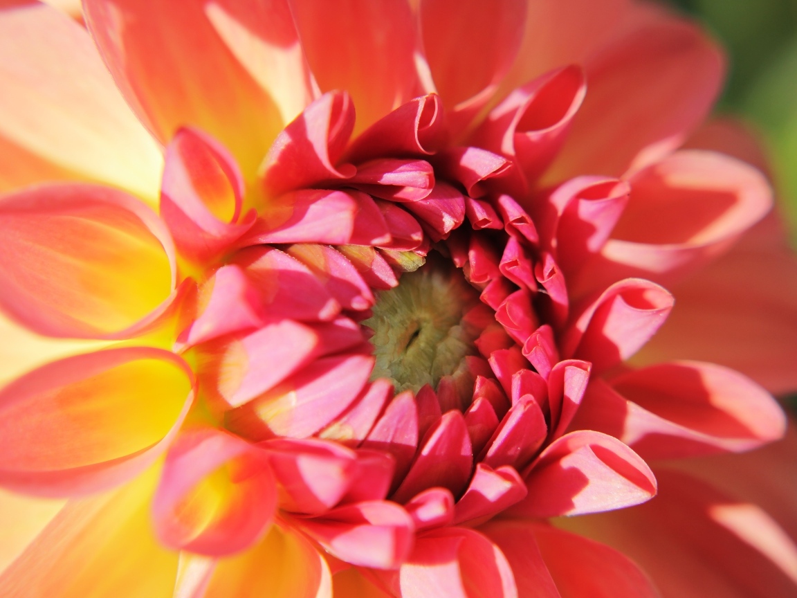 Цветок георгина крупным планом