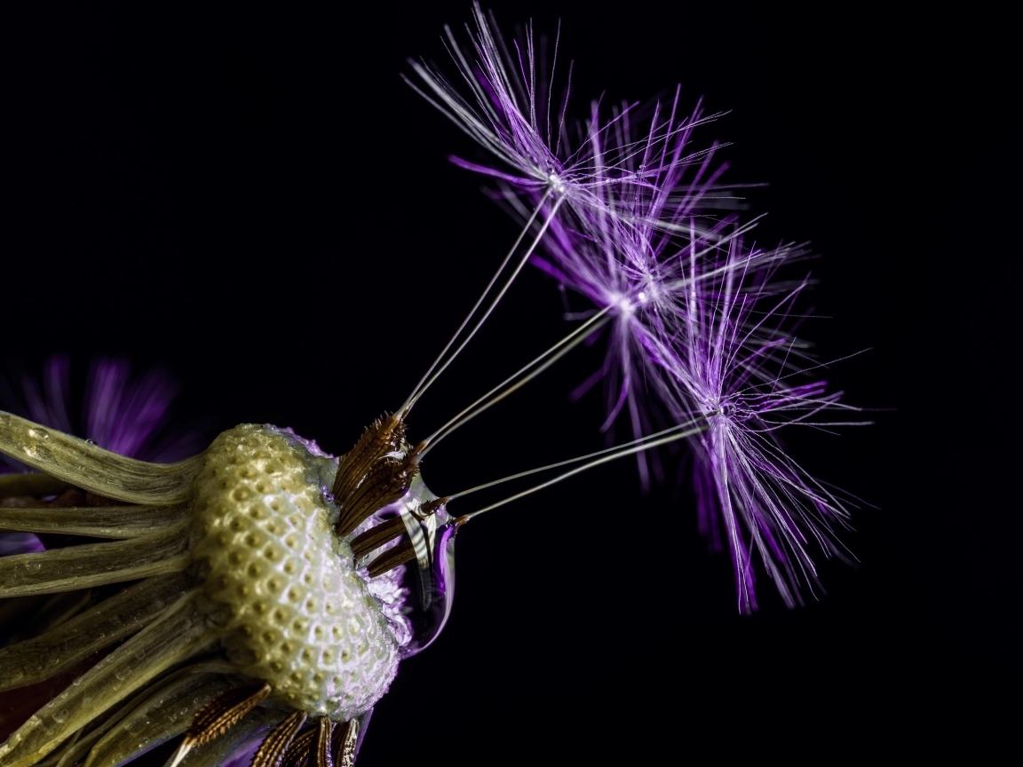 Цветок одуванчика на черном фоне крупным планом