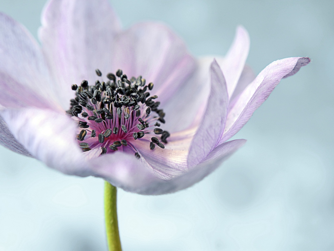 Нежный цветок анемон на сером фоне