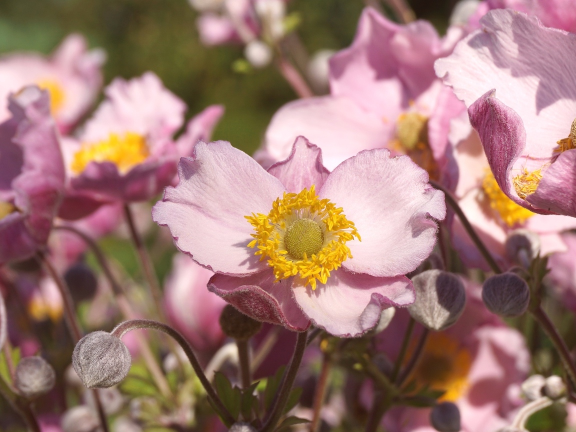 Нежные цветы анемона с бутонами крупным планом