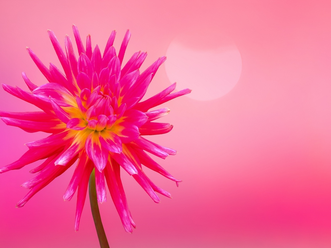 Нежный цветок георгина на розовом фоне