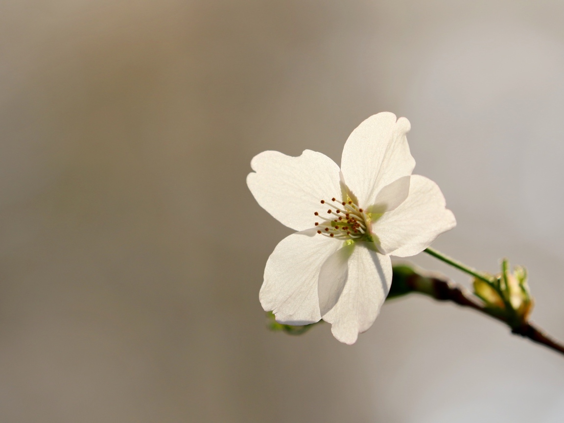 Нежные лепестки весеннего цветка вишни 