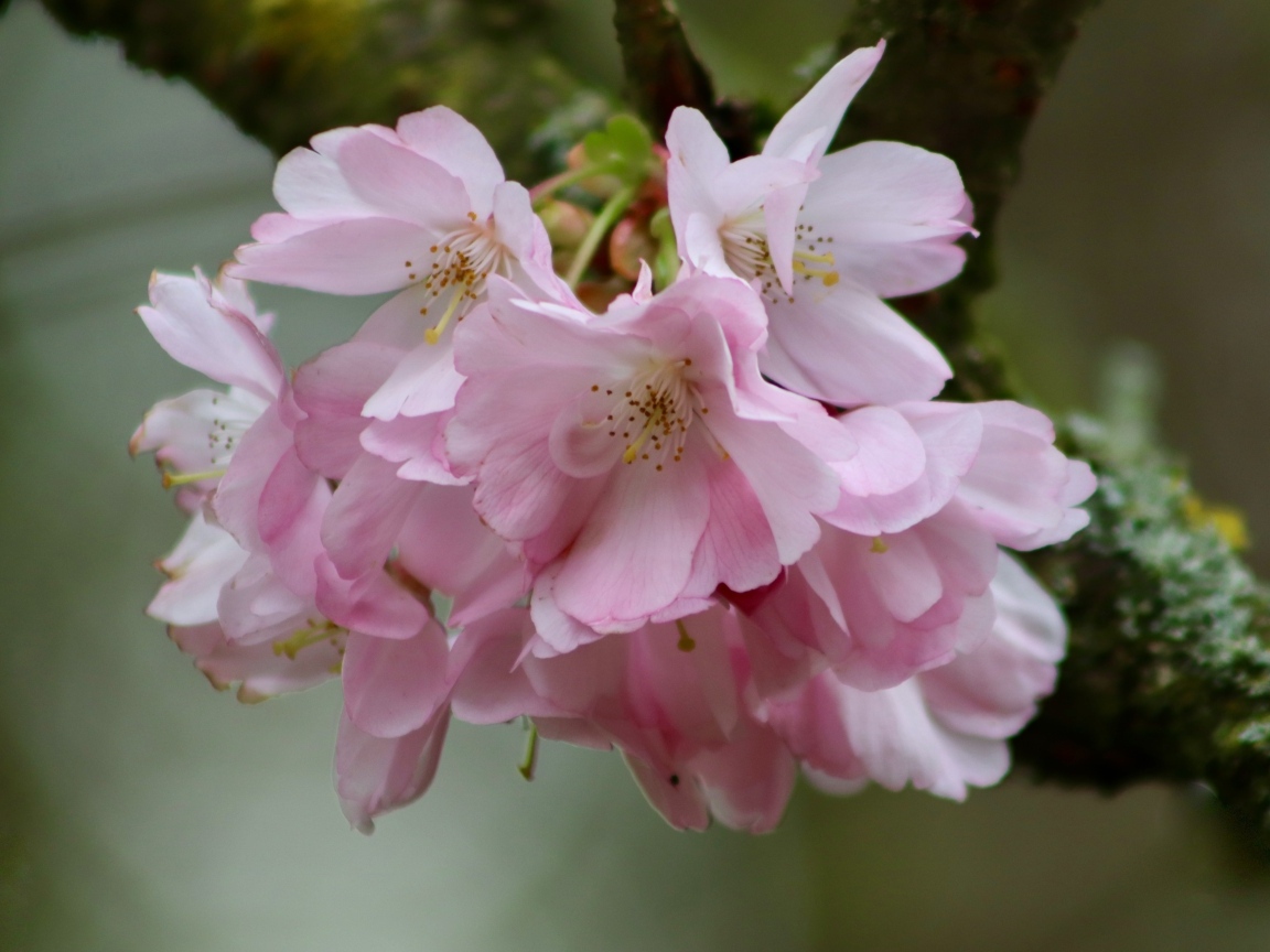 Нежные розовые цветы на ветке дерева вишни 