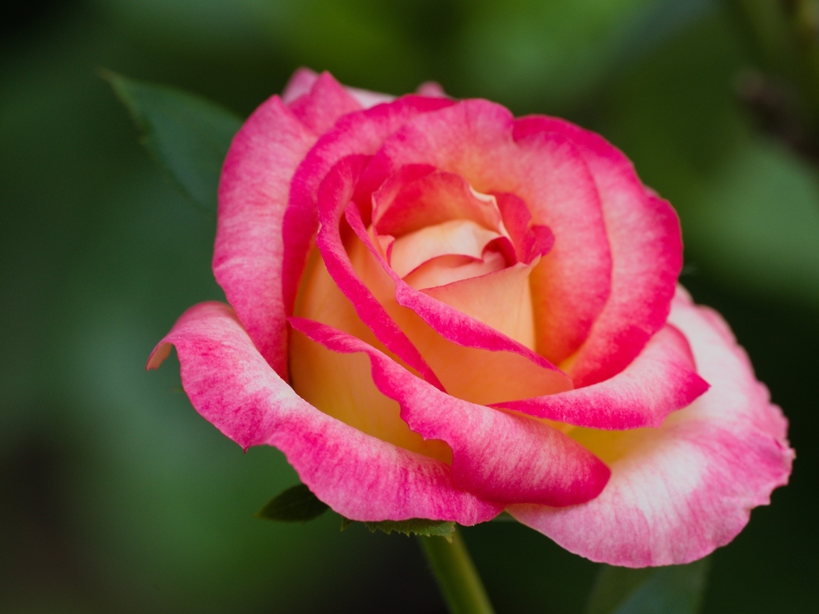 Нежная розовая роза крупным планом