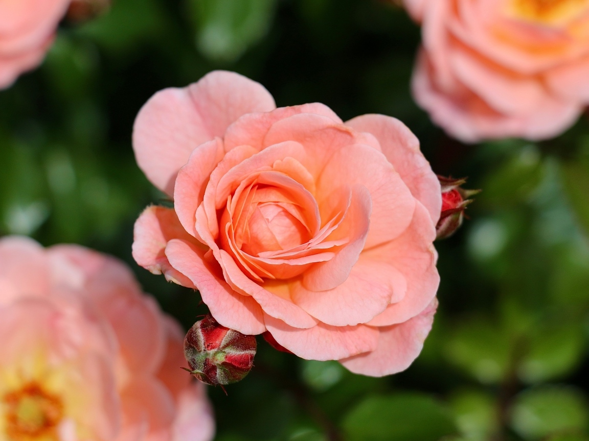 Нежная розовая роза с бутонами на клумбе