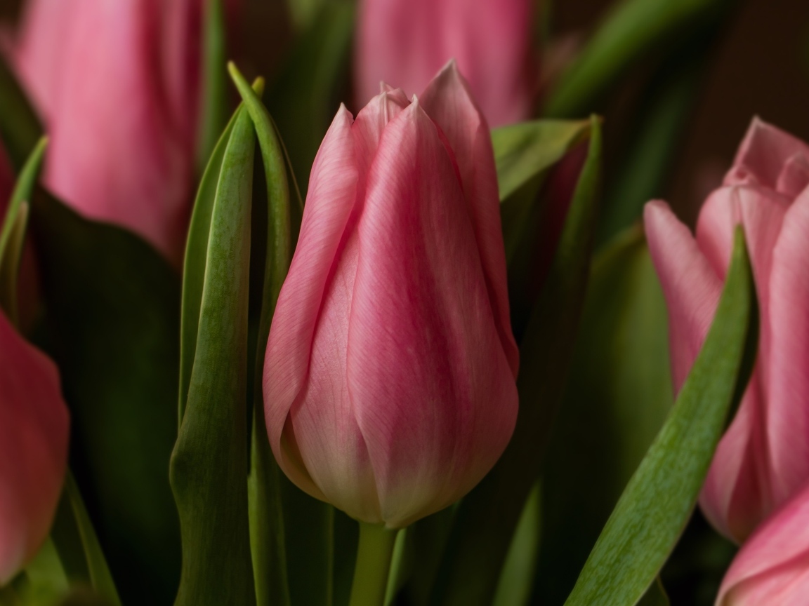 Нежные розовые весенние тюльпаны крупным планом