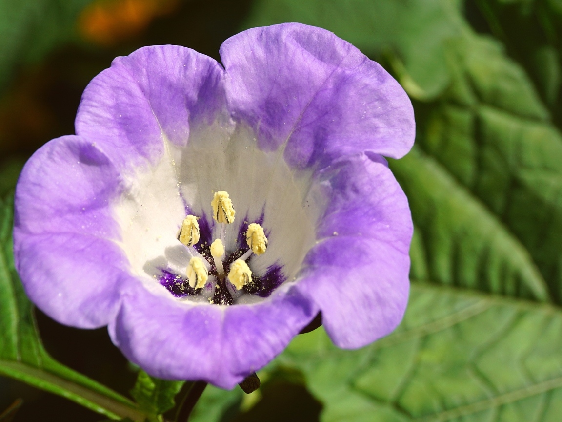 Нежный фиолетовый цветок физалодес крупным планом