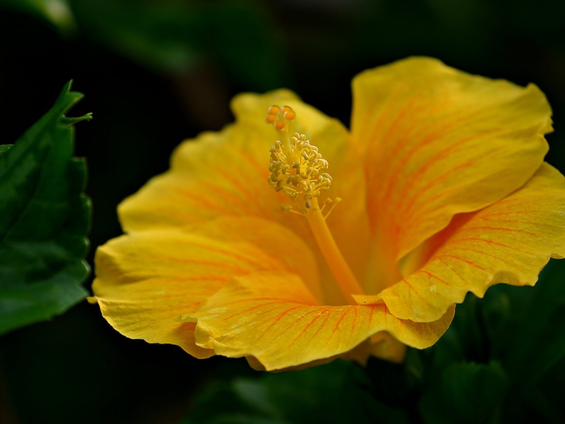 Нежный желтый цветок гибискуса крупным планом