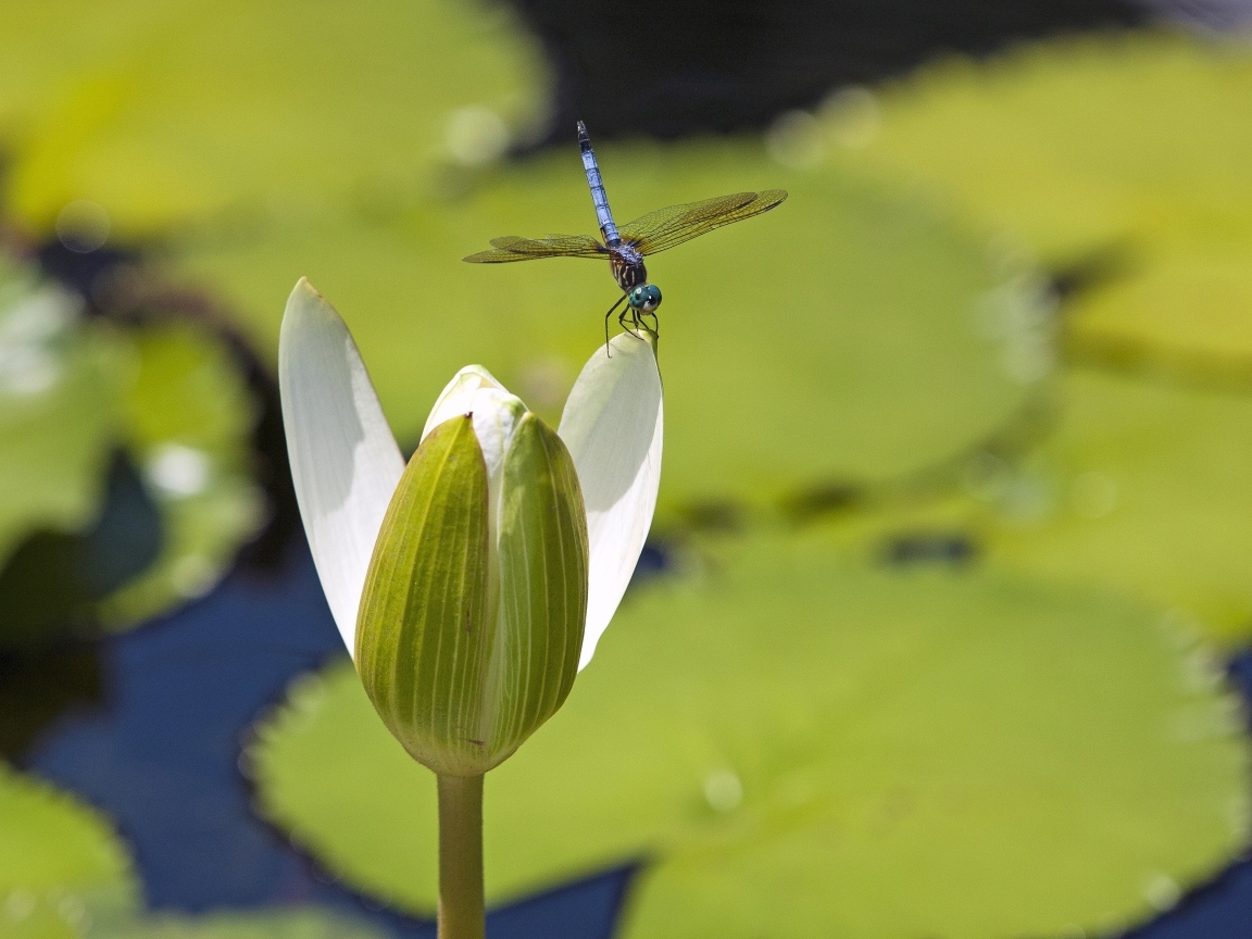 Стрекоза сидит на белом цветке водяной лилии