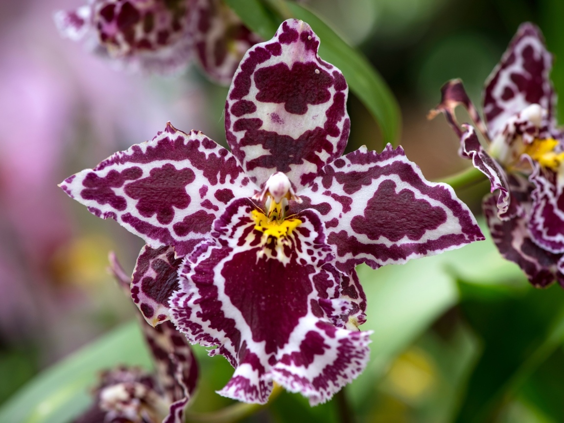 Экзотическая пятнистая орхидея крупным планом