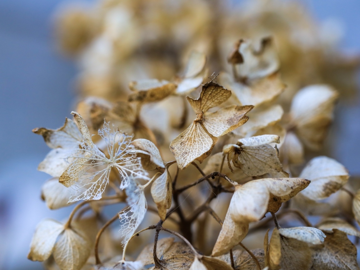 Отцветшие цветы гортензии крупным планом