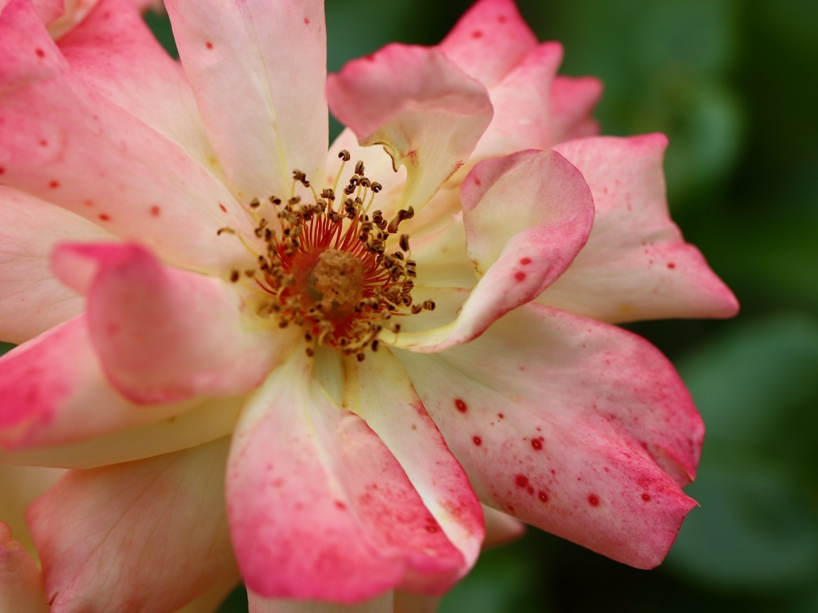 Отцветающая роза на клумбе крупным планом