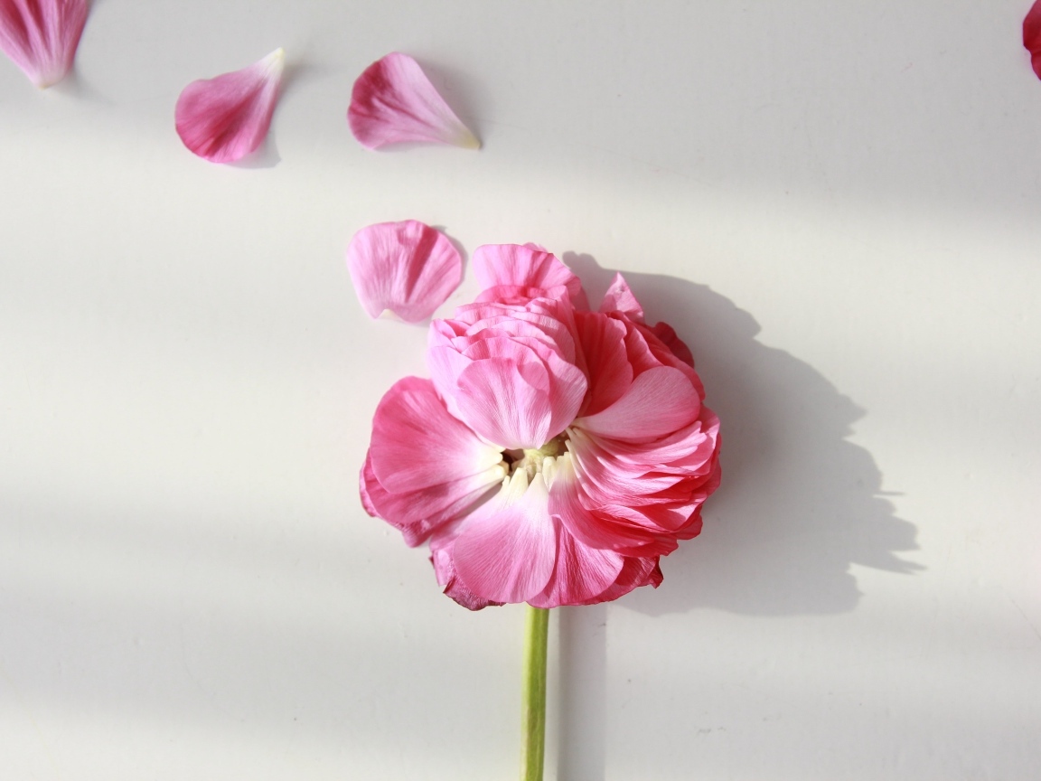 Опавший розовый цветок лютика на сером фоне