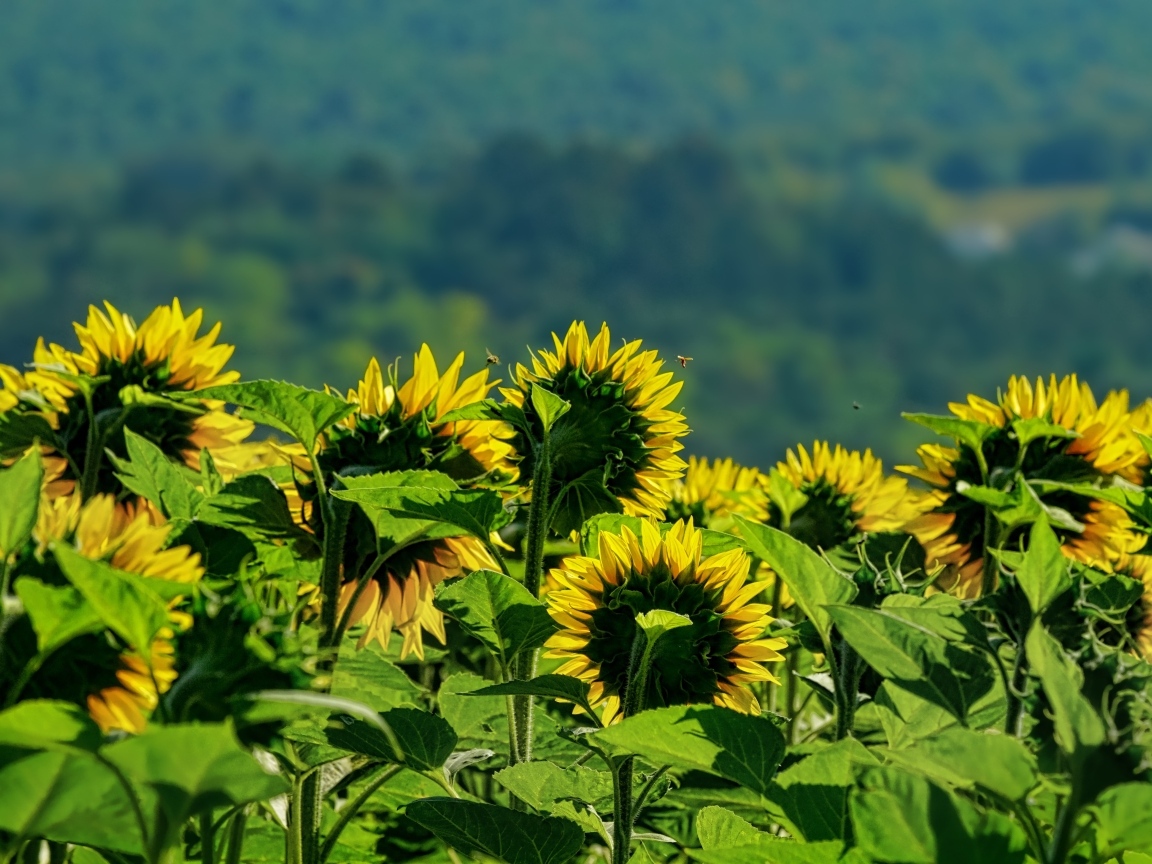 Поле цветущих подсолнухов в лучах солнца