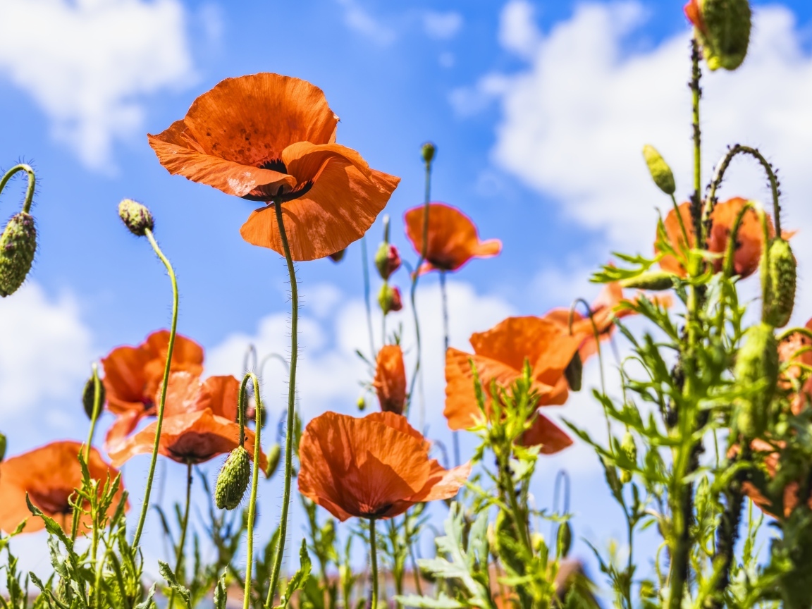 Поле красных маков в лучах солнца летом