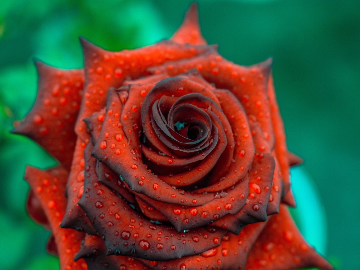 Ароматная бордовая роза в каплях росы