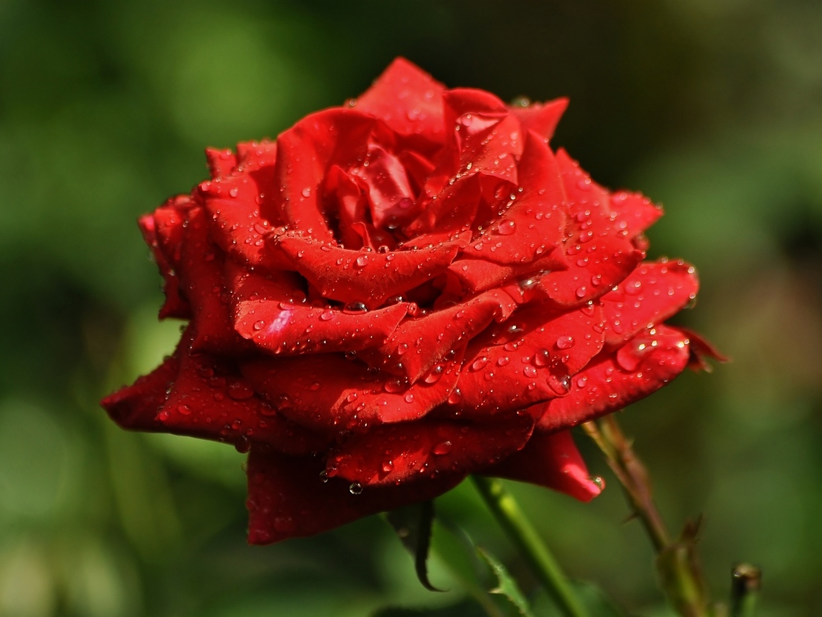 Ароматная красная роза в саду под дождем