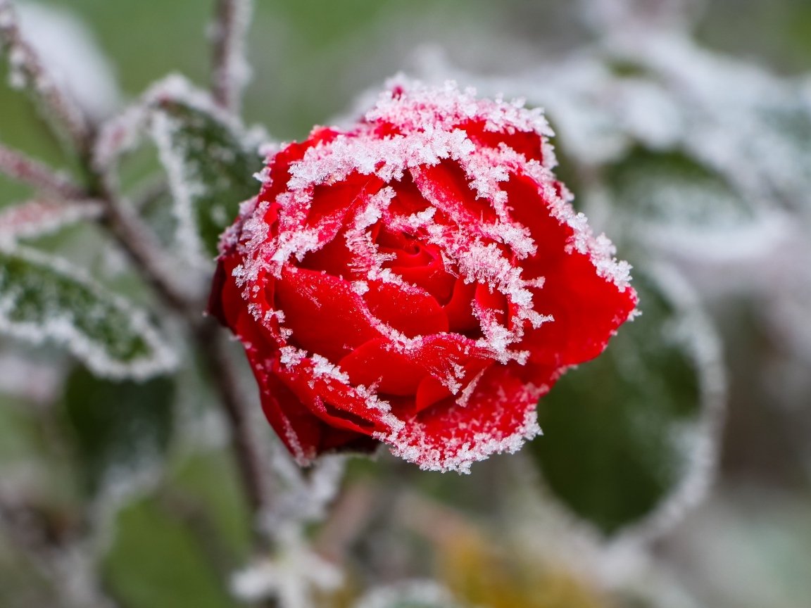 Покрытая холодным инеем красная роза