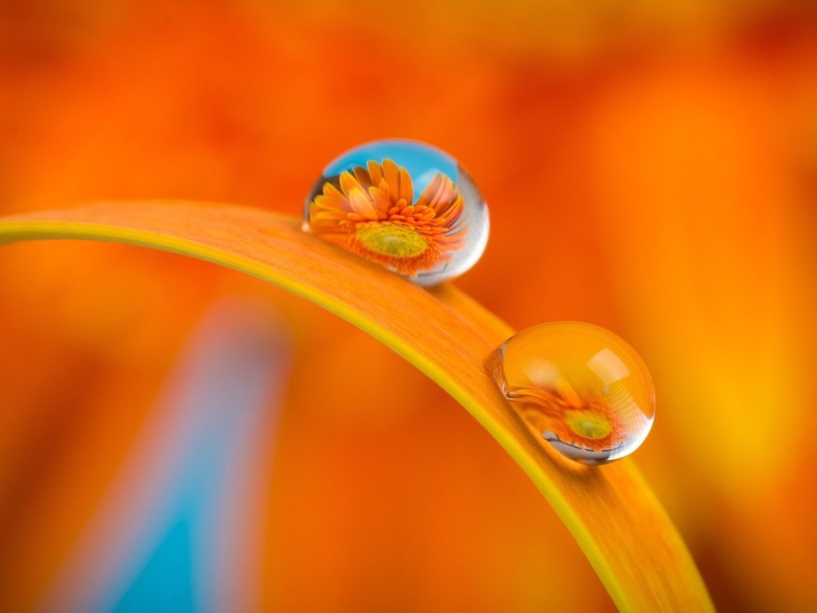 Цветы герберы в каплях роса на листке 